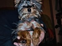 4 aylık yavru yorkshire terrier