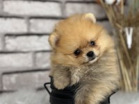 A KALİTENİN ÖTESİ POMERİAN BOO DÜNYASI