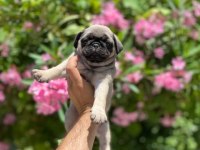GÜL KUYRUK SIFIR BURUN TOPAÇ PUG MOPS BEBEK