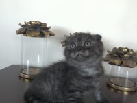Scottish fold yavrularımıza yuva arıyoruz