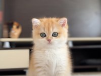 Şampiyon Annenin Kızı British Shorthair