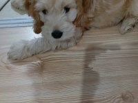 KÜÇÜK MALTİPOO OĞLUM