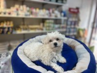 Bembeyaz Gerçek Irk Garantili Kore Maltese Terrier