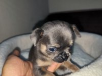 IRK GARANTİLİ TEACUP VE CEP BOY ŞİVAVA YAVRULARIMIZ