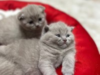 Oyuncu erkek yavru british shorthair