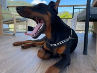 Von dadashov ACHILL in torunu doberman