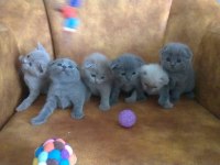 DAMIZLIK SAFKAN IRK SCOTTISH FOLD BLUE
