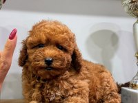 RED TOY POODLE DİŞİ