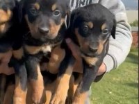 Doberman Yavrular Irk Sağlık Garantili