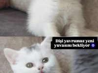 2 aylık 1 erkek ve 1 dişi kedimiz