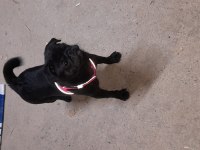 6 aylık siyah pug eğitimli
