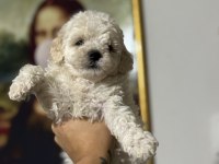 Çok uygun acil poodle