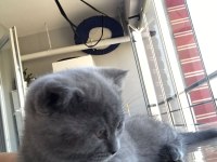 2 tane yavru ve anne kedileri birlikte saihplendirilecek