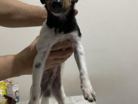 MİNYATUR PİNSCHER 4 AYLIK YAVRUMUZA YUVA ARIYORUZ