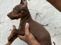 Doberman köpekler