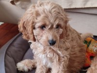 antialerjenik tüy dökmeyen cavapoo kızı