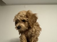 2.5 aylık maltipoo teacup