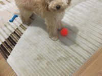 Yakışıklı poodle köpeğimiz kuki
