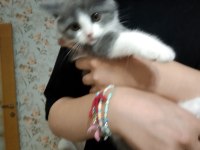2 aylık british shorthair