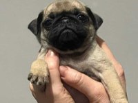 SAFKAN PUG MOPS YAVRULAR