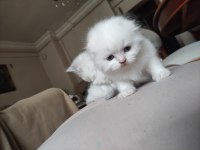 Red point blue eyes scottish fold
