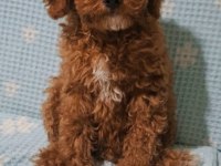 Toy Poodle Erkek Dişi