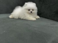 Pomeranian Boo Yavru