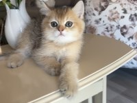 British Shorthair Golden Ny25