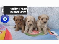 Poodle kalitesinde maltipoo minnaklarım