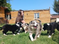 Border Collie Yavrularımız