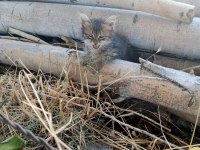 KEDİMİZE SICAK BİR YUVA ARIYORUZ