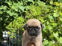 Oyuncu sevimli pug bebekler