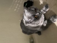 2 yaşında dişi scottish fold