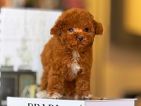 Tatlı Toy Poodle Bebeklerimiz