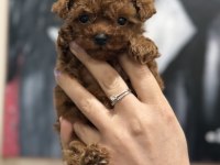 Micro teacup Korea Poodle