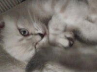 Mükemel renk yavru british shorthair