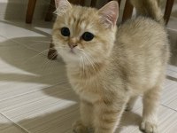 British shorthair 2,5 yaşında