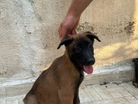HIRS KÜPÜ BELÇİKA KURDU YAVRULAR