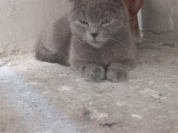 Scottish Fold