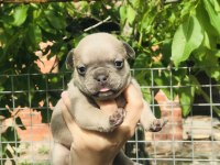 French bulldog yavrularımız rezerveye açılmıştır