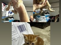 3 TANE 1 AYLIK ERKEK SARMAN KEDİYE ACİL YUVA