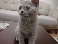 Erkek kedi