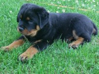 Rottweiler 2 - 2.5 Erkek ve Dişi Üst Düzey Yavrular
