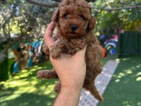 RUHSATLI POODLE EVİNDEN ÇOK SAYIDA POODLE BEBEK