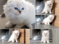 Safkan British Blue Point Yavrular