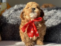 MİNİ MALTİPOO YAVRULARIMIZ