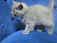 British shorthair gri ayı surat tontiş bebekler