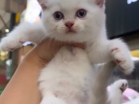 British Shorthair Golden Point Top Kafa Erkek