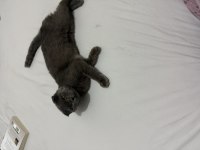 Scottish fold 5 aylık dişi