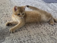 Erkek 3 Aylık British Shorthair Golden